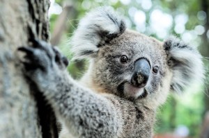 All the cuteness of Australian wildlife can be found at Billabong Sanctuary,