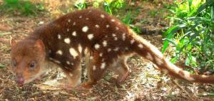 The spotted tail quoll can be found at Daintree.